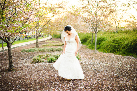 cherry blossom wedding photos
