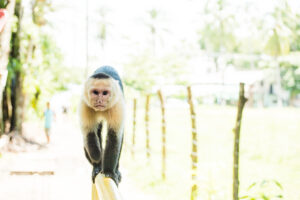 manuel antonio wedding photographer